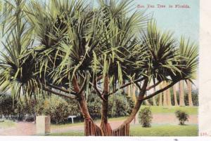 Florida Typical Banyan Tree 1907