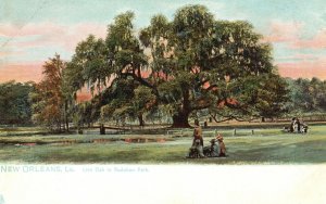 Vintage Postcard Huge Live Oak Tree In Audubon Park New Orleans Louisiana LA