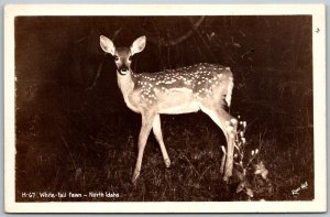 North Idaho 1940s RPPC Real Photo Postcard White Tail Fawn Deer