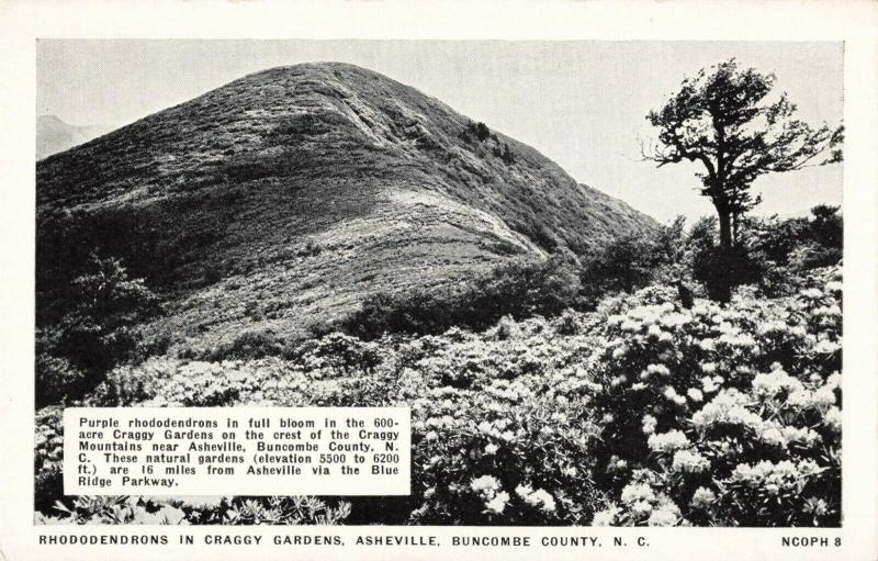 Postcard Rhododendrons in Craggy Gardens Asheville North Carolina