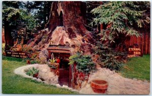 Postcard - Eternal Tree House - Redcrest, California