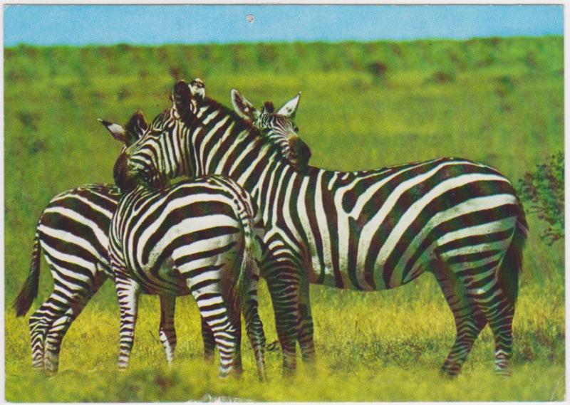 ZEBRAS POSE FOR A PHOTO