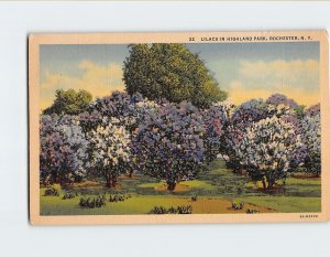 Postcard Lilacs In Highland Park Rochester New York USA