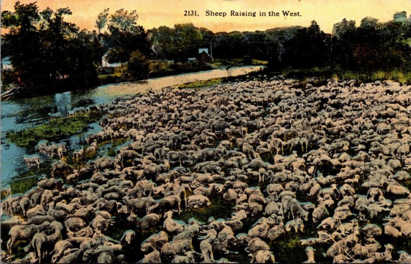 Sheep Raising In The West 1917