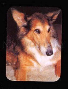 004738 Portrait of Charming COLLIE Russian Color Calendar 2001