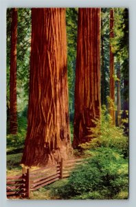 CA-California Scenic Redwood Forest, Huge Sequoias, Chrome c1972 Postcard