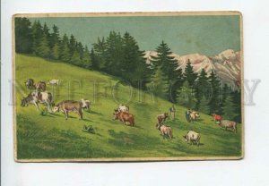 3176430 Landscape COW on Mount Vintage Colorful postcard