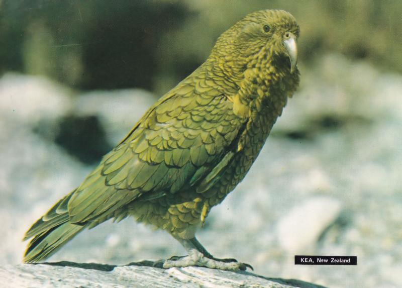 Kea Nestor Notobalis South Island New Zealand Bird Postcard