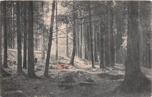 BAD HARTZBURG GERMANY PARTIE IM KALTEN TAL  COLD VALLEY POSTCARD c1910s