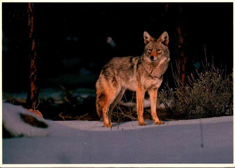 North America Coyote