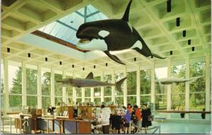 Orca Whale Vancouver Public Aquarium BC UNUSED Vintage Postcard D97