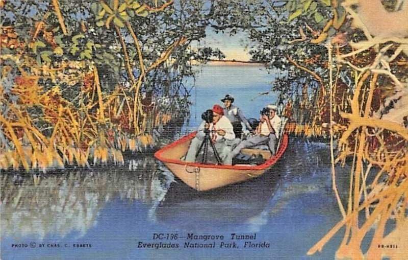 Flordia Postcards Flordia Mangrove Tunnel Everglades National Park 