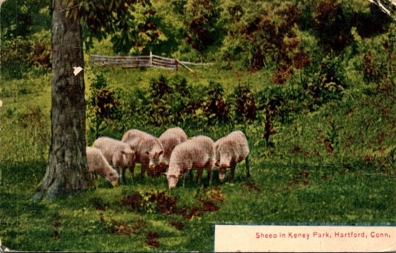 Connecticut Hartford Sheep In Keney Park 1911