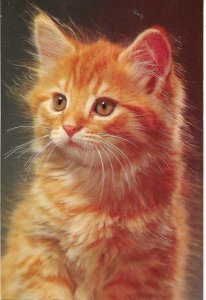 Animals. CatModern Spanish photo postcard 1970s