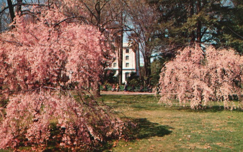 Vintage Postcard Weeping Cherry Trees Capitol Recreational Park Sacramento Calif