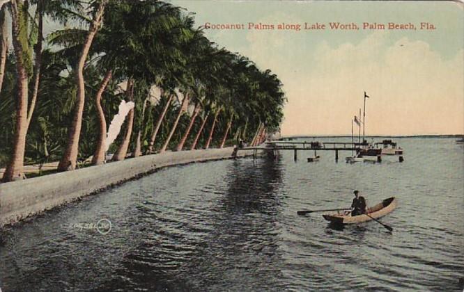 Florida Palm Beach Cocoanut Palms Along Lake Worth