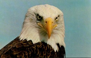 Canada North American bald Eagle