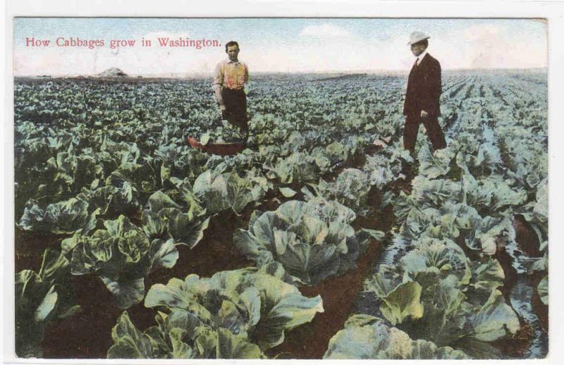 How Cabbages Grow in Washington Farming 1909 postcard