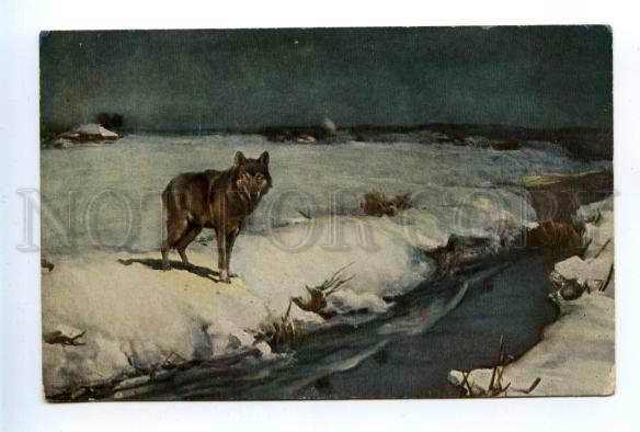 156924 HUNT Wolf by WIERUSZ-KOWALSKI vintage color PC