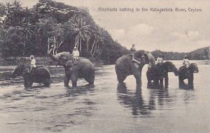 Ceylon Sri Lanka Elephants Bathing In Katugastota River