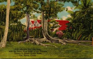 Florida Fort Myers Moreton Bay Fig Tree Edison Winter Home Curteich