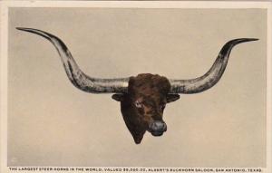 Texas San Antonio Largest Steer Horns In The World In Buckhorn Curio Museum C...