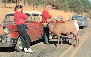 SD, Black Hills, South Dakota, Custer State Park, Mountain Sheep, 50s Cars