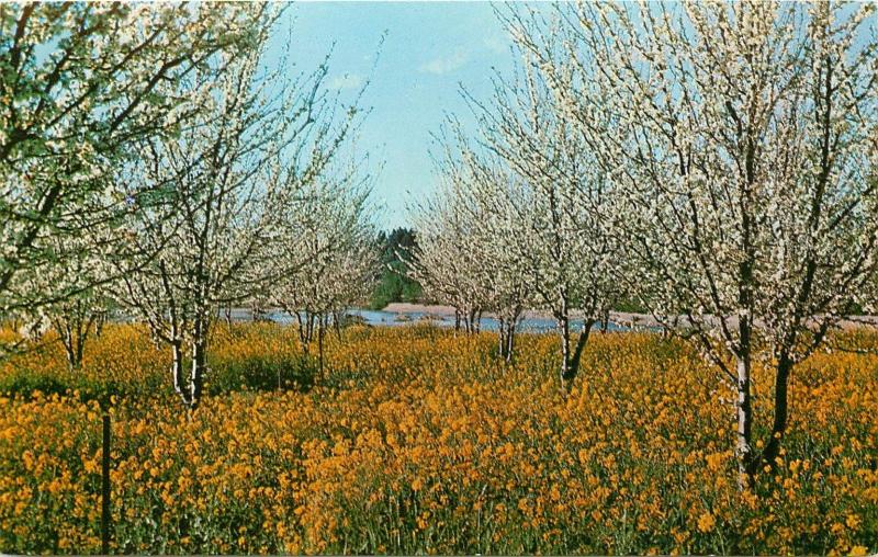 Prune Orchard in Blossom Redwood Empire California CA Postcard