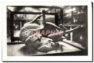 Postcard Modern Pompeii Museo del Cane Dog Calco