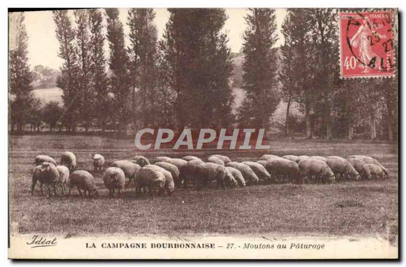 Old Postcard the Bourbonnais countryside Sheep in pasture