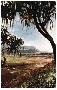 Napali Cliff's Through the Trees North Coast Kauai Hawaii Postcard