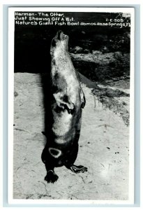 C. 1920s Vintage RPPC Otter Homosassa Springs FL Postcard P41 