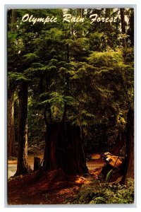 Rain Forest Olympic National Park Washington WA Chrome Postcard J19