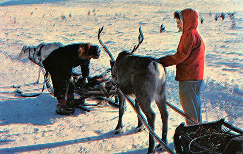 Reindeer in Finnish Lap Land Finland, Suomi Unused 