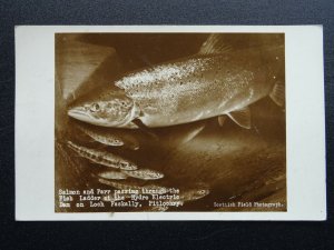 Scotland PITLOCHRY Salmon Passing through HYDRO ELECTRIC LADDER Old RP Postcard