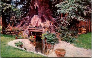 Historic Eternal Tree House Highway 101 Redwood California Chrome Postcard