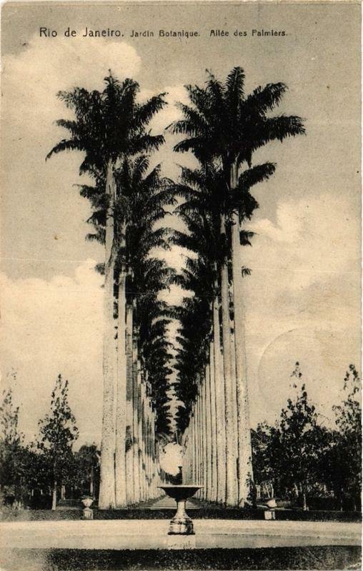 CPA AK Rio De Janeiro. Jardin Botanique. Allée des Palmiers. BRAZIL (622478)