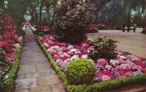 Alabama Mobile Bellingrath Gardens Path Lined With Camellias and Azaleas