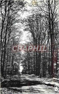 Modern Postcard La Foret Troncais Route Forestiere