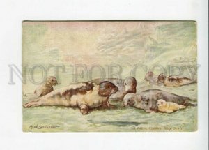 3158719 Arctic Regions HUNT Harp Seal by SCRIVENER Vintage TUCK