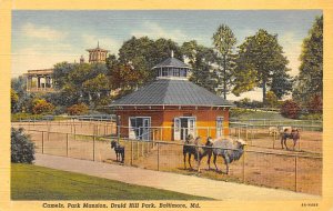 Camels, Park Mansion Druid Hill Park - Baltimore, Maryland MD Postcard