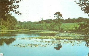 Captains Pond North Walsham