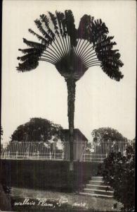 Singapore? Weller's Palm c1915 Real Photo Postcard