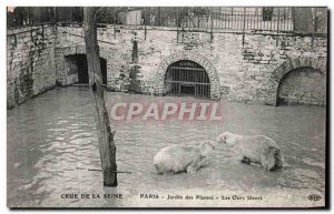 Old Postcard Paris Crue Of the Seine Botanical Garden Polar bears