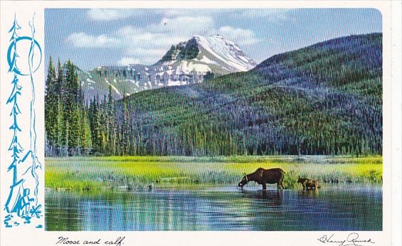 Canada Moose and Calf Rocky Mountains British Clumbia