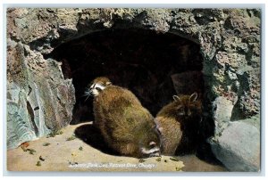 c1910 Lincoln Park Zoo Raccoon Cave Chicago Illinois IL Vintage Antique Postcard