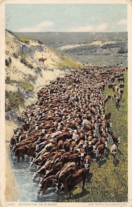 Rounding up a herd Cow 1924 