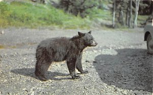 Black Bears Maine, USA Bear Unused 