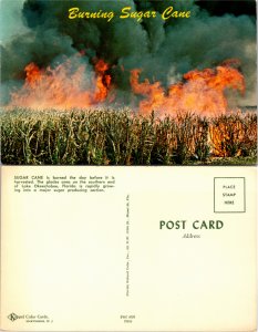 Burning Sugar Cane, Lake Okeechobee, Florida (23332