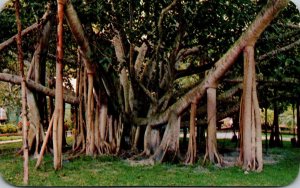 Hawaii Honolulu Beautiful Banyan Tree